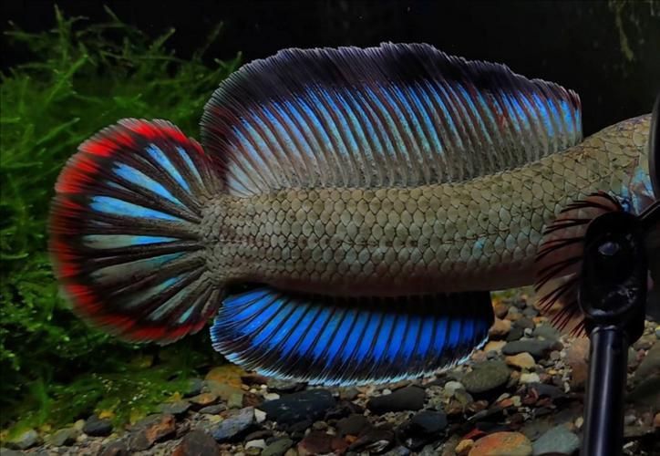 酒紅雷龍魚圖片