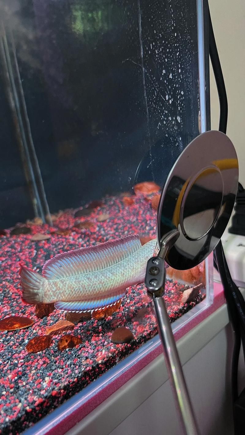 酒紅雷龍魚圖片