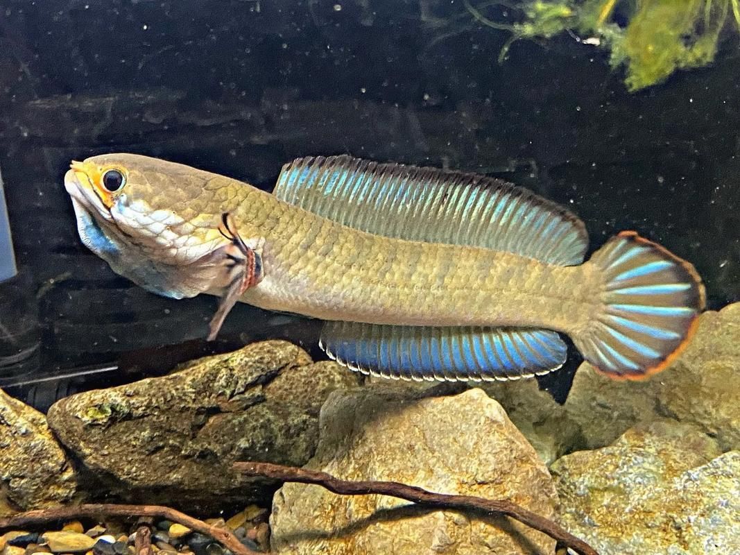 酒紅雷龍魚圖片