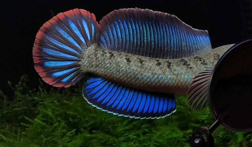 酒紅雷龍魚圖片