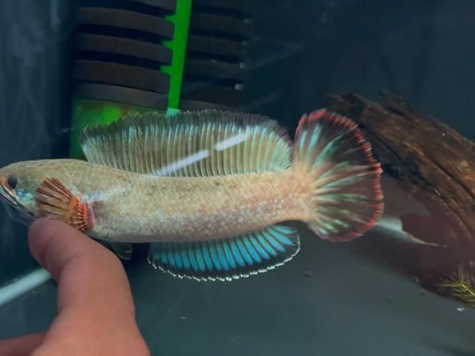 酒紅雷龍魚圖片