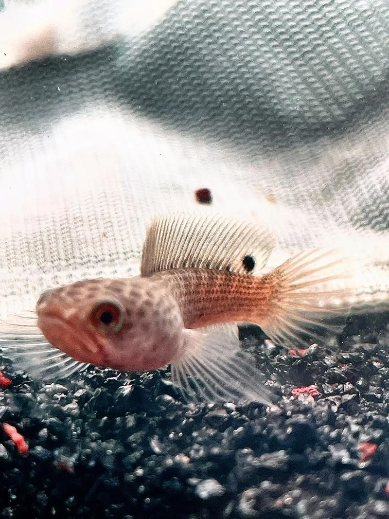 酒紅雷龍魚圖片