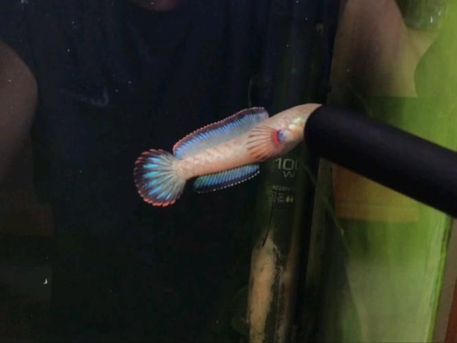 酒紅雷龍魚圖片