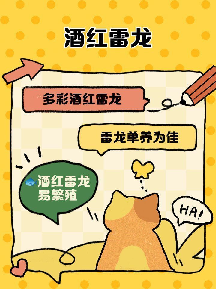 酒紅雷龍魚圖片