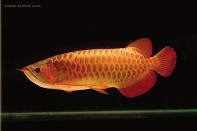 龍魚生活水溫：龍魚生活水溫如何調整