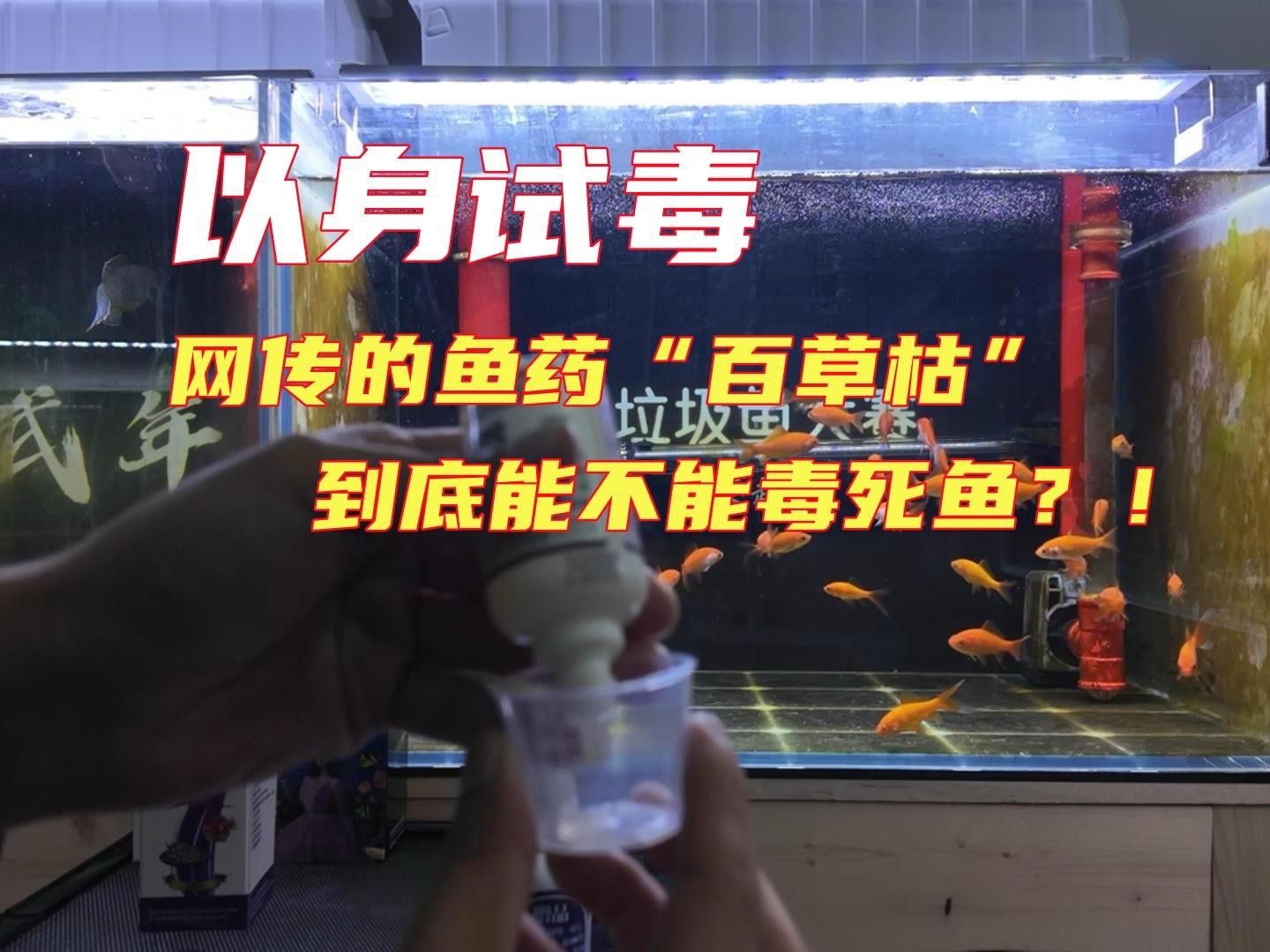 如何給龍魚投喂大蒜素 如何給龍魚投喂大蒜素 龍魚百科 第7張