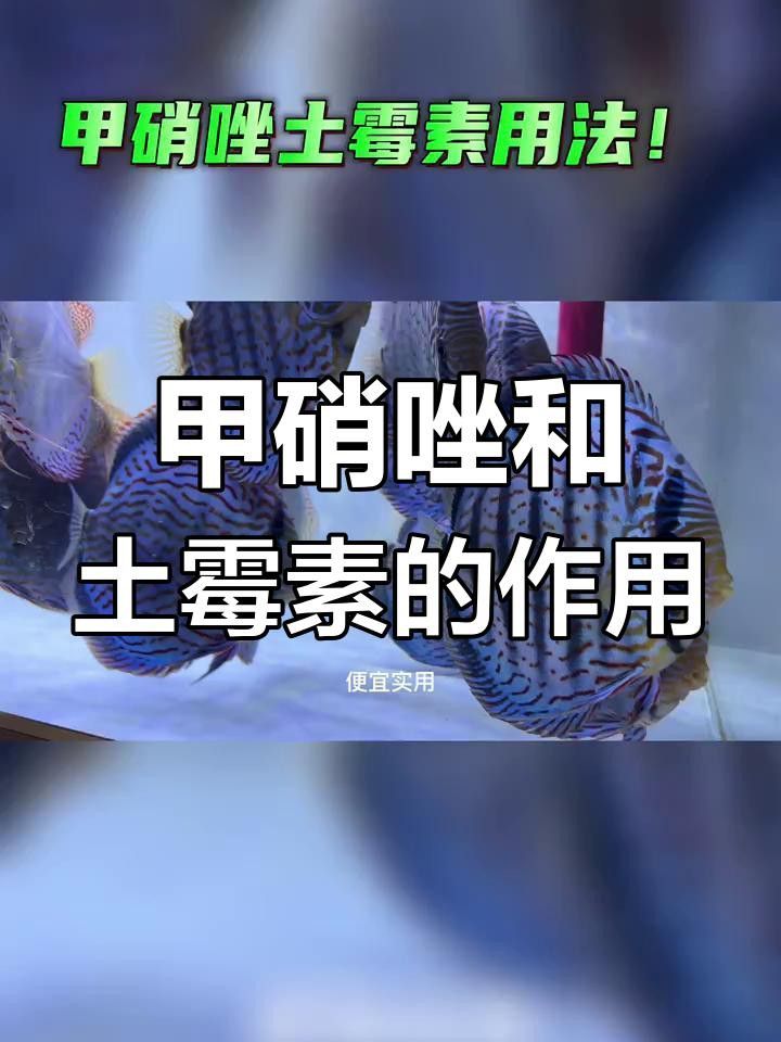甲硝唑治療龍魚哪些疾病？