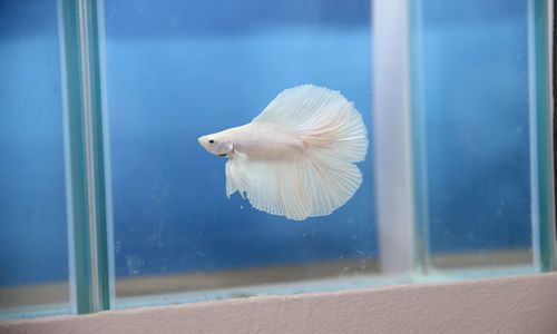 客廳養龍魚好嗎風水好嗎：客廳養龍魚的最佳位置不同生肖養龍魚的風水禁忌