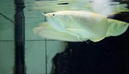 銀龍魚苗換水的最佳時機：銀龍魚苗換水的最佳時機是什么時候換水的最佳時機