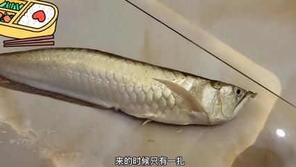 怎么才能讓銀龍魚膽子大（如何讓銀龍魚變得膽小）