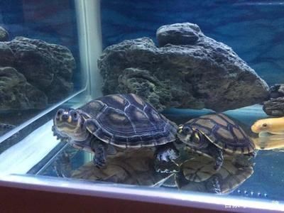 養龍魚的缸直接把忍者神龜放水里嗎：關于養龍魚缸與忍者神龜的問題,建議您重新提出問題