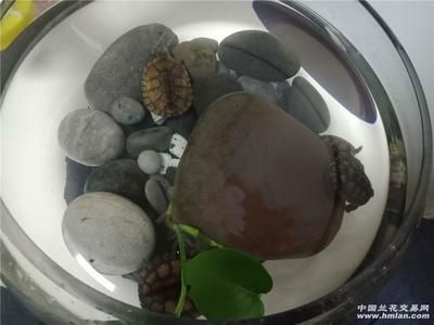 養龍魚的缸直接把忍者神龜放水里嗎：關于養龍魚缸與忍者神龜的問題,建議您重新提出問題