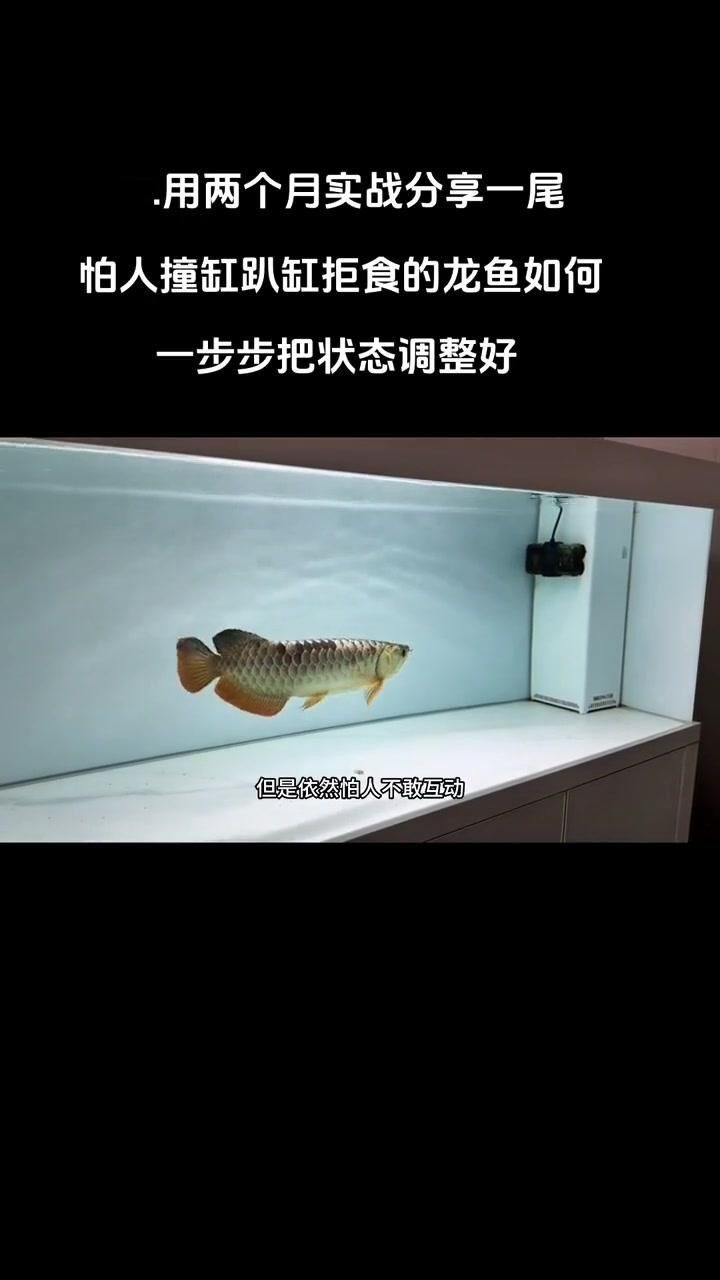 龍魚趴缸后應該如何處理？