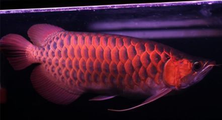 紅龍魚趴缸怎么回事（紅龍魚趴缸是什么原因）