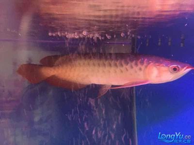 紅龍魚趴缸怎么回事（紅龍魚趴缸是什么原因）