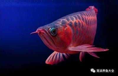 紅龍魚的風水作用是什么：紅龍魚的風水作用