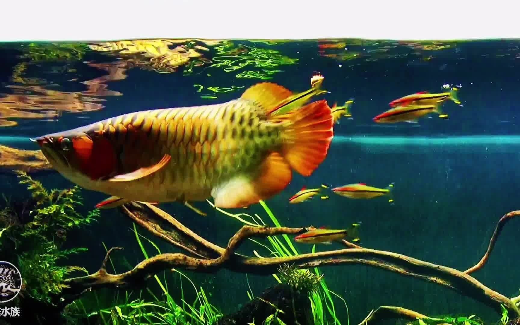 龍魚缸適合養什么魚：適合與龍魚混養的魚類