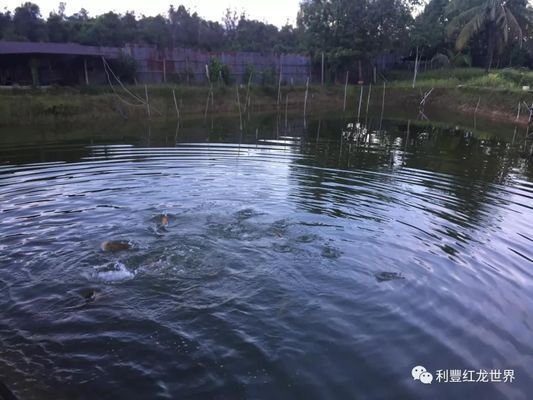 紅龍魚養殖基地電話地址查詢，深圳紅龍魚養殖基地電話地址查詢方法和地址查詢方法