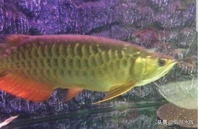 龍魚狀態很好就是不吃食：如何判斷龍魚狀態良好但不吃食