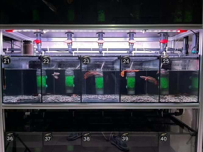 虎皮魚能和雷龍魚混養嗎圖片