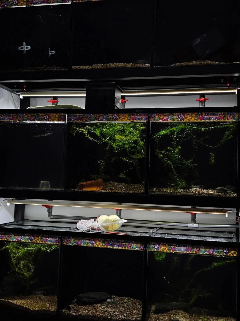 虎皮魚能和雷龍魚混養嗎圖片