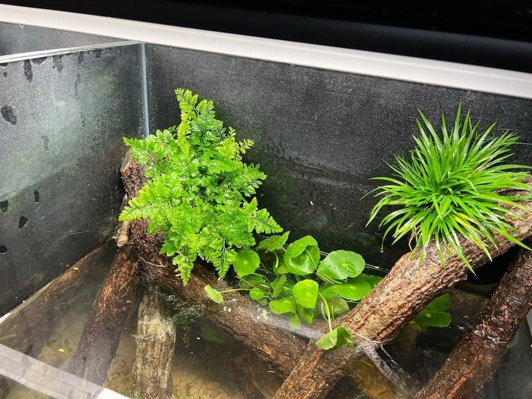 虎皮魚能和雷龍魚混養嗎圖片