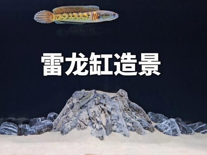 虎皮魚能和雷龍魚混養嗎圖片