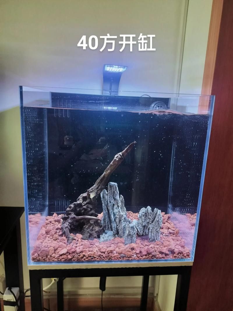 虎皮魚能和雷龍魚混養嗎圖片