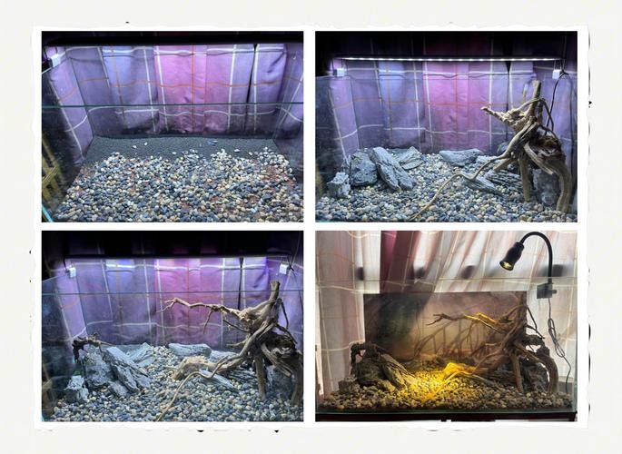 虎皮魚能和雷龍魚混養嗎圖片