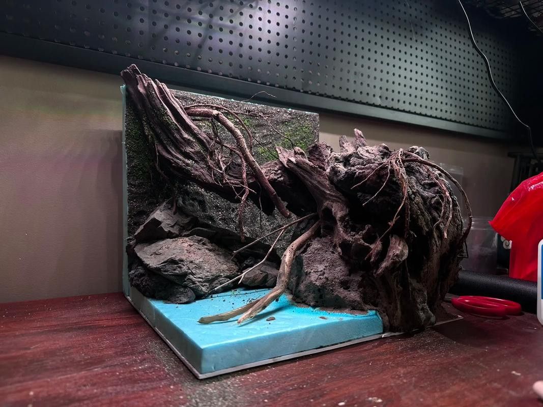 虎皮魚能和雷龍魚混養嗎圖片