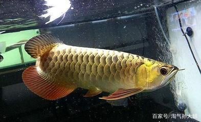 金龍魚適合多少溫度的水？：金龍魚適合多少溫度的水溫范圍是24~[需手動填充]