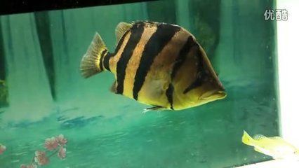 泰國金龍魚，學名美麗硬骨舌魚，被譽為“活化石”：泰國金龍魚的價格