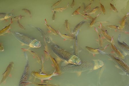 泰國金龍魚，學名美麗硬骨舌魚，被譽為“活化石”：泰國金龍魚的價格