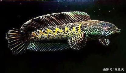 泰國金龍魚，學名美麗硬骨舌魚，被譽為“活化石”：泰國金龍魚的價格