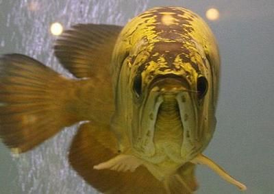 金龍魚吃泥鰍好嗎：金龍魚吃泥鰍好嗎，