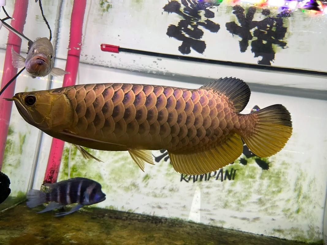 能提供幾張最貴金龍魚的照片嗎？