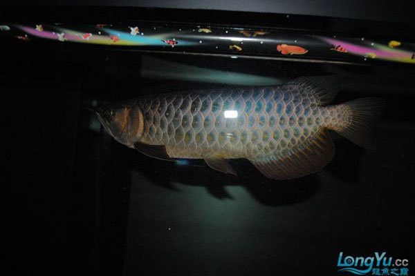 能提供幾張最貴金龍魚的照片嗎？