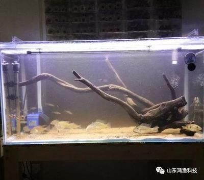 怎樣養好紅龍魚的方法：紅龍魚的飼養方法