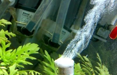 怎樣養好紅龍魚的方法：紅龍魚的飼養方法