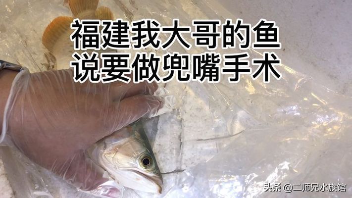 龍魚兜嘴手術后不吃食的原因及解決辦法（龍魚兜嘴手術后不吃食可能是由多種因素造成的）
