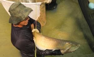 金龍魚是亞馬遜的嗎知乎