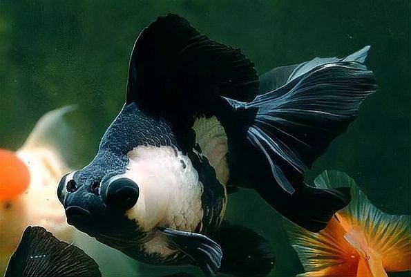 金龍魚觀賞魚在哪買好