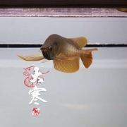 龍魚沉尾自己恢復(fù)嗎