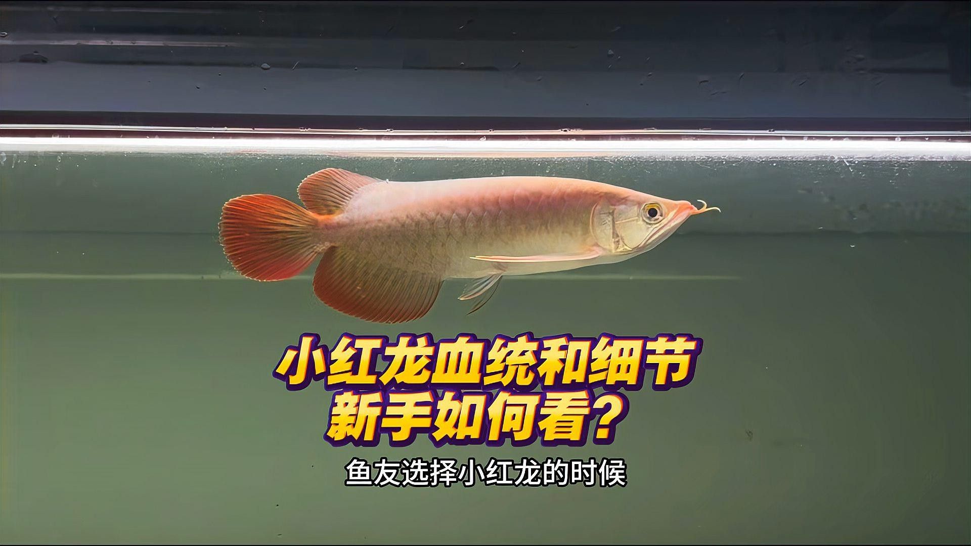 如何挑選健康的龍魚幼苗？