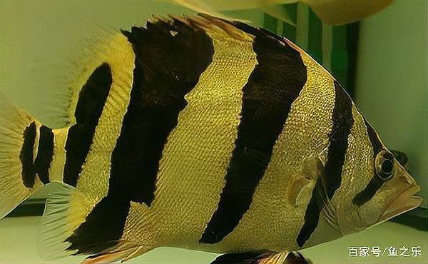 如何判斷虎魚是否感染？ 如何判斷虎魚是否感染？ 龍魚百科 第1張