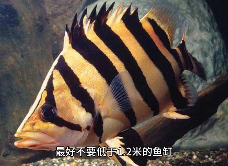 如何判斷虎魚是否感染？ 如何判斷虎魚是否感染？ 龍魚百科 第2張