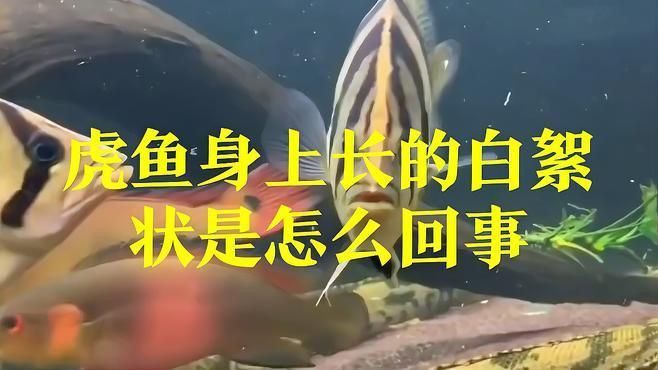 如何判斷虎魚是否感染？ 如何判斷虎魚是否感染？ 龍魚百科 第5張