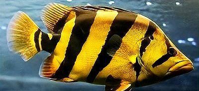 如何判斷虎魚是否感染？ 如何判斷虎魚是否感染？ 龍魚百科 第9張