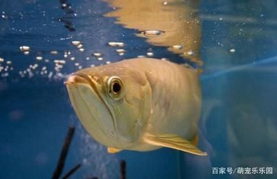 龍魚食量大：關于龍魚食量的一些詳細信息