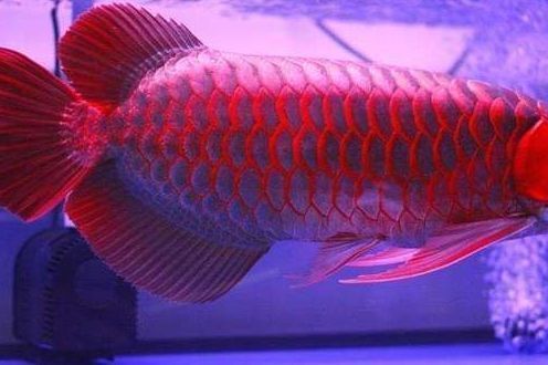 紅龍魚鱗片松動怎么辦（紅龍魚水質管理技巧，紅龍魚鱗片松動的處理方法）